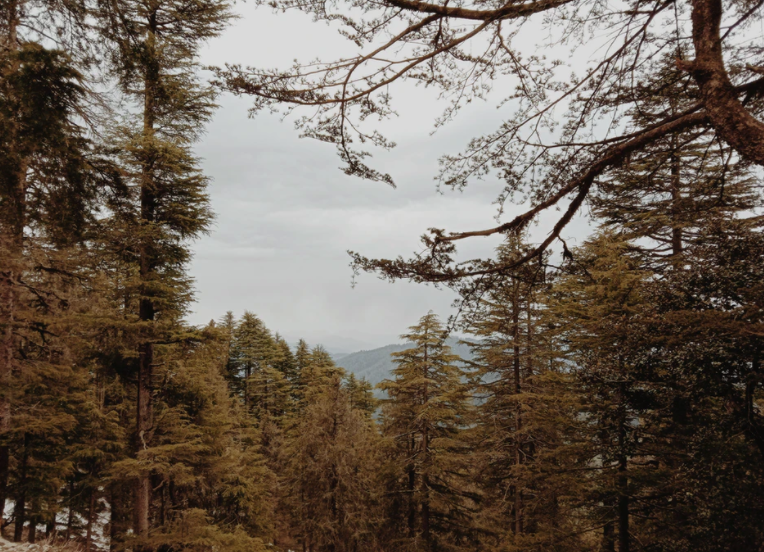 mountain view and trees